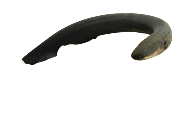 electric eel, click me