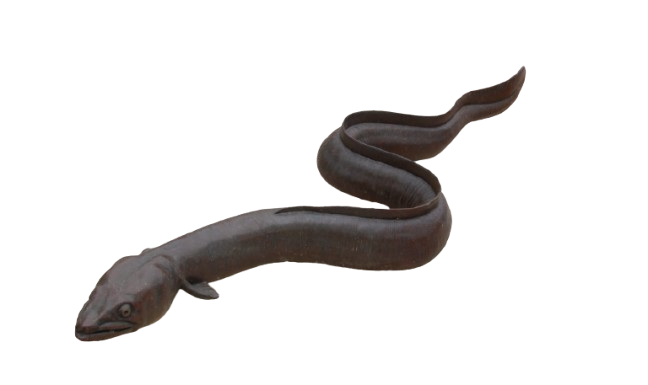 freshwater-eel, click me