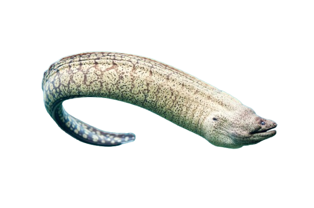 morray eel, click me